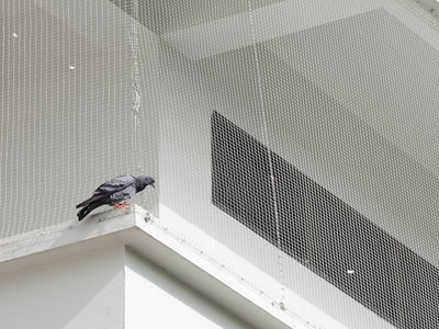 Pigeon Safety Net