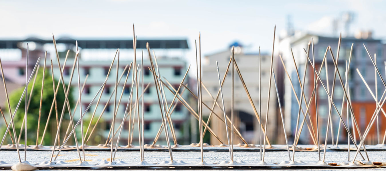  Bird Spikes